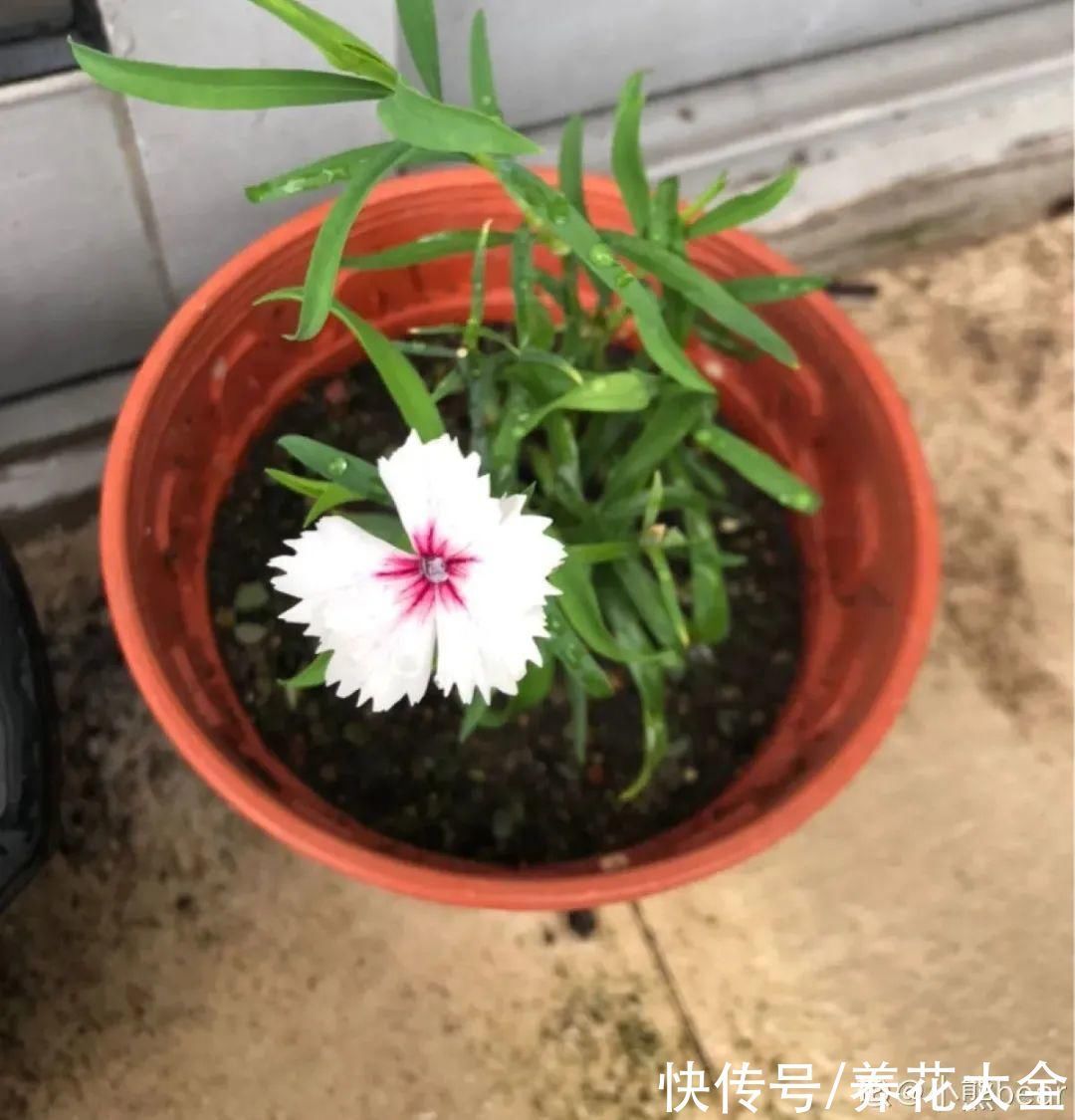 橡皮树|养花就怕乱浇水，越浇死得越快，赶紧住手