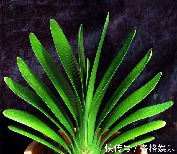 认清君子兰的“开花之道”讲究大!从此年年开花,从不夹箭!