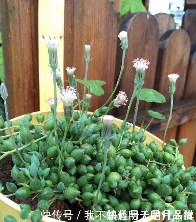 3款“爱哭鼻子”的多肉植物,名字很凄美,出了状态确让人很陶醉