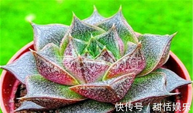 土壤|好养又好看的多肉大和锦,学会这“3招”,枝叶茁壮,绚烂多姿