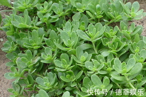 杂草|下边三种山野菜,非常容易被当做杂草,实际上营养成分很高!