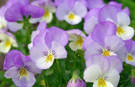 4种花好养又漂亮,花朵大花期长,养在家里高端上档次