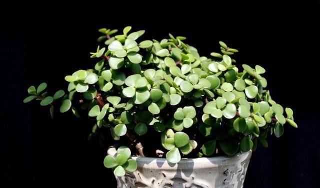 植株|家养2种“树”,过几年就能增值,平日养护也简单!