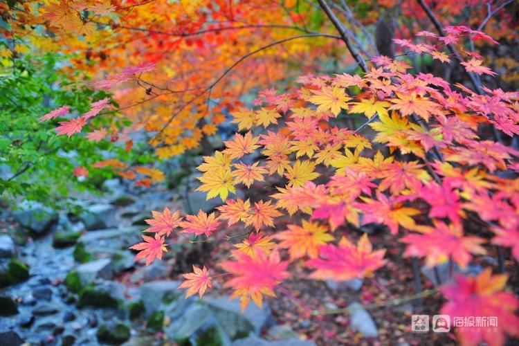 万山红遍|济南的秋天长啥样？万山红遍、层林尽染宛如“童话世界”