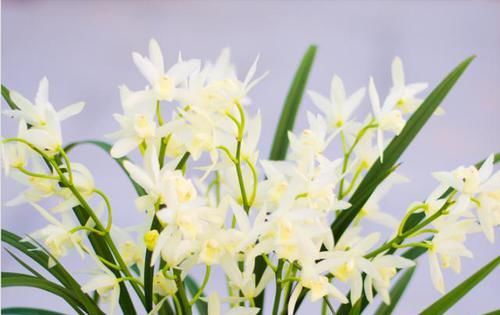  花色|兰花界的新宠“白雪公主”，花色素雅，香味扑鼻，新手也能养好