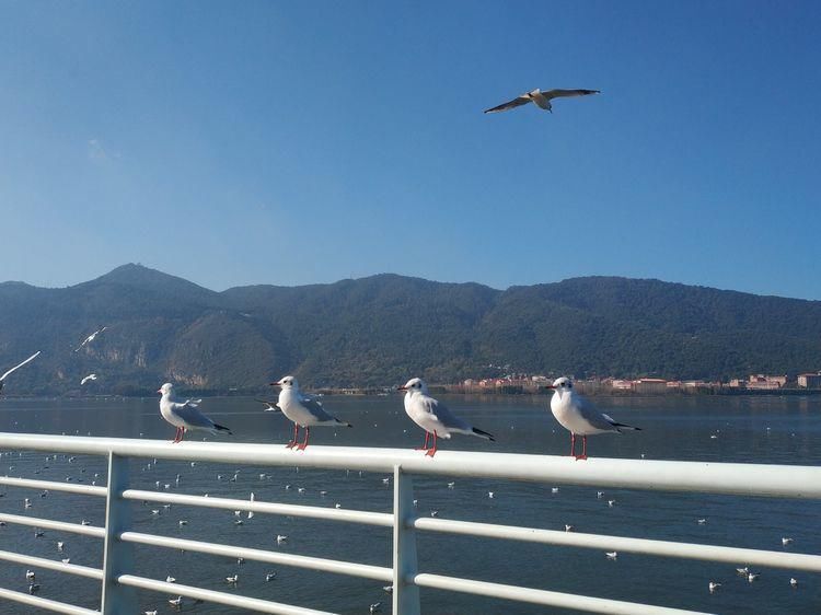 船房河走到滇池边，冬日赏海鸥、走湿地，惬意