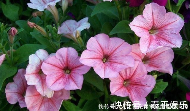 花卉|喜欢养护花卉,就选择花期长,花色艳,美丽漂亮能爆盆的5种花卉