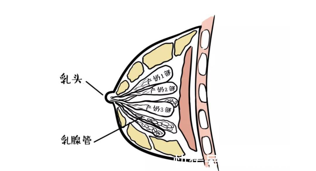 母乳|母乳到底有多神奇？看完你就知道，为什么鼓励喂到两岁以上