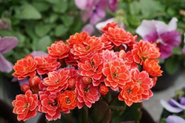 3种彩头花，寓意美好花量大，适当养护就能爆盆吉祥如意