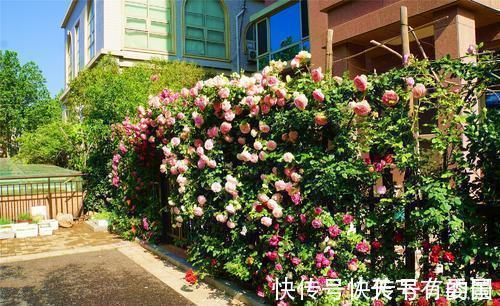 进入八月,6种花要多晒太阳,越晒花朵娇艳,开花越勤