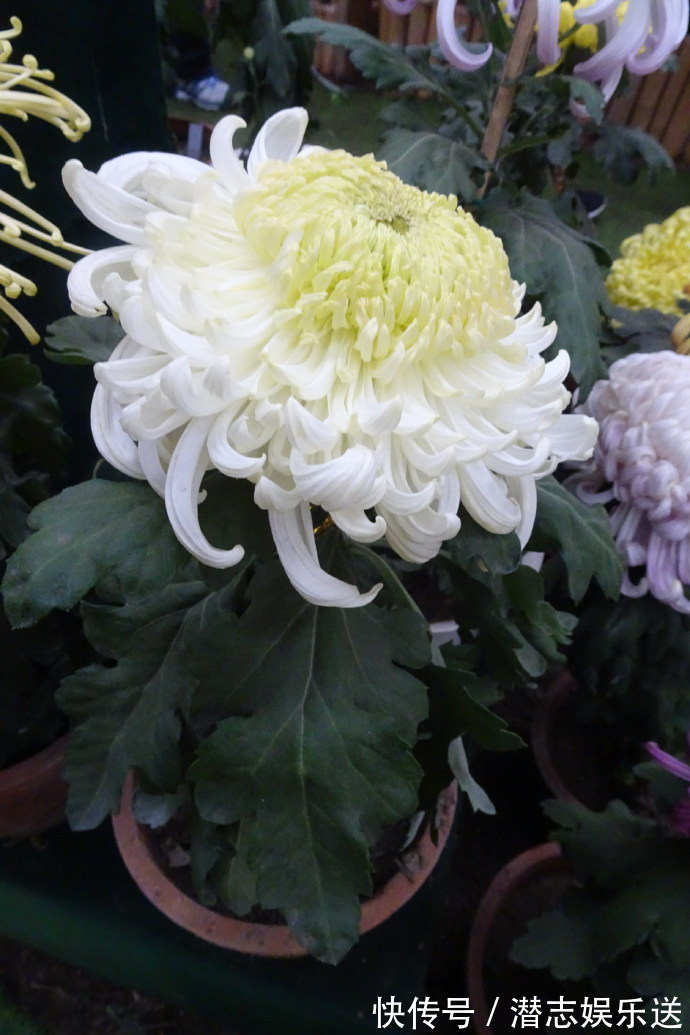 菊花|喜欢菊花,不如养盆“祝寿菊花”国华八十祝,桃吐丹霞,雍容华贵