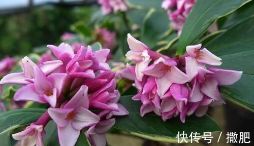 花卉|比牡丹还美的花卉,寓意好香味浓,观花赏叶两不误,新手也能养