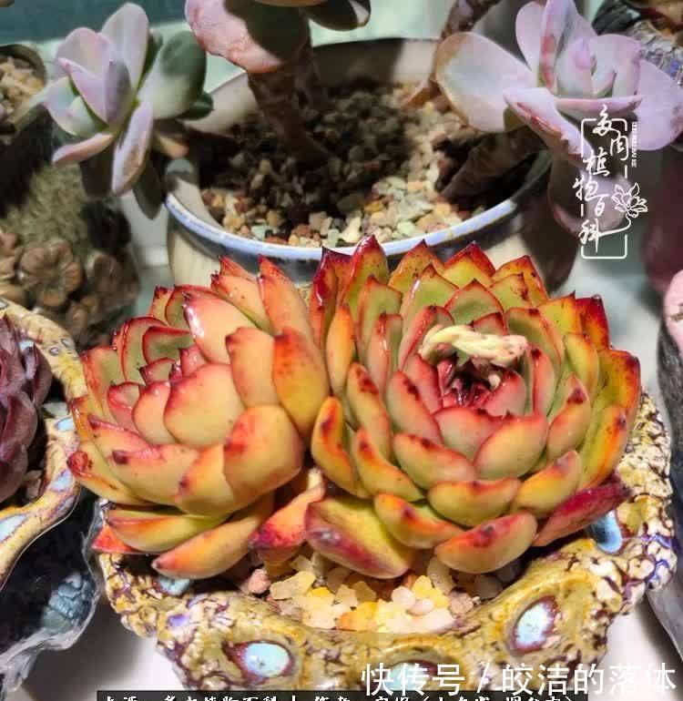 从无到有,四年坎坷多肉路,沉迷肉海难以自拔!