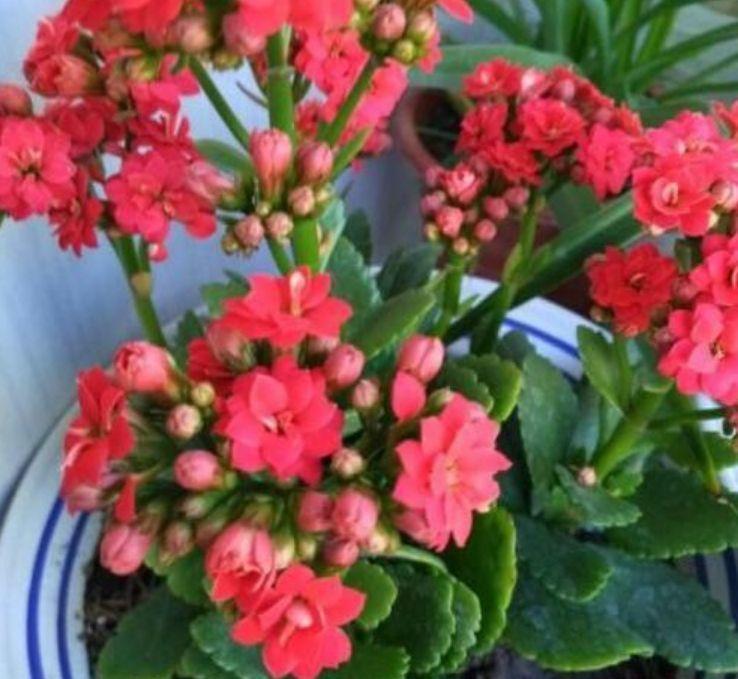 养花就养个花期长的，花大色艳，花姿妖娆，四季繁花似锦，美