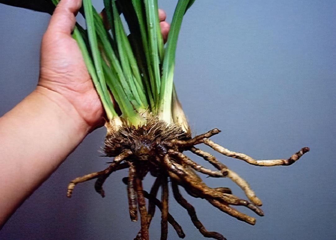 兰花上盆前有“三洗”,老手熟门熟路,新手听着有点懵