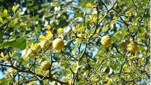 野菜|农村这种“防贼”树,浑身都是宝,能当野菜又能化痰清肠胃