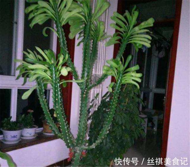 仙人掌|2种盆景被公认“长得丑”，殊不知是睡眠“守护神”，再丑也得养