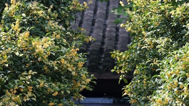 “桂花门前栽，贵人立门内”这4个地方不宜栽桂花树，看完明白了