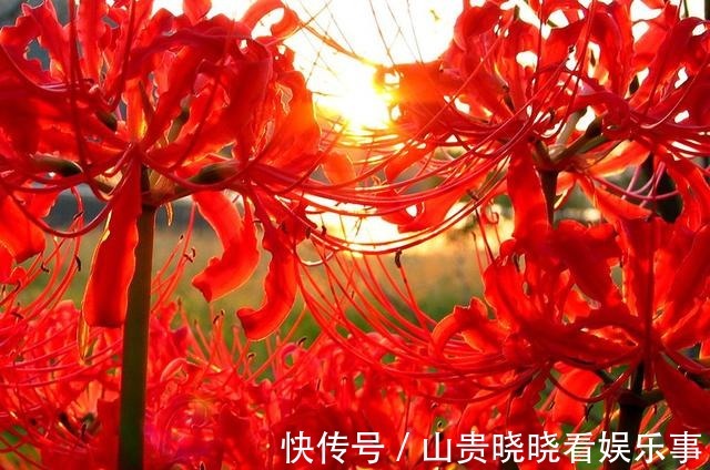 被名字耽误一生的花,好看不敢养,又叫“亡人花”,很美很凄凉