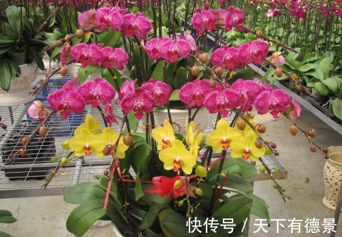 花卉|5种“漂亮花”，平时少浇水，旱不死，开花更准时