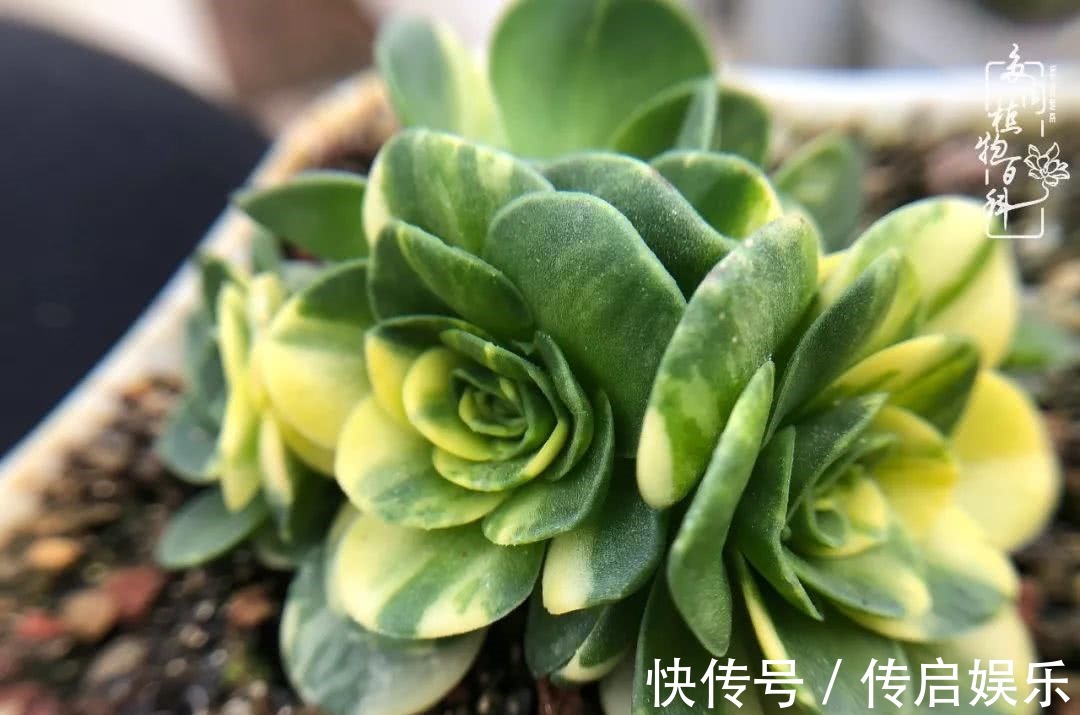 科普“山地玫瑰锦”万中无一,仙气缭绕!附养护知识!