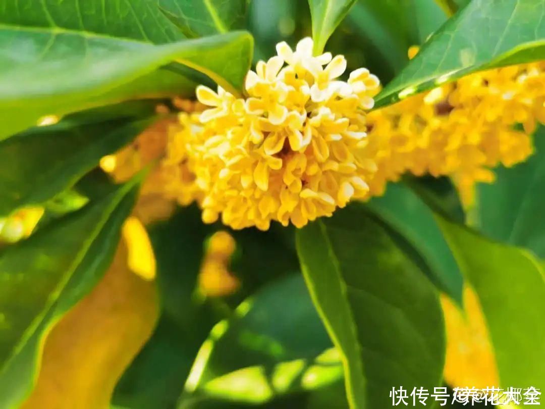 月季|养花“黑名单”实在太难养，心累