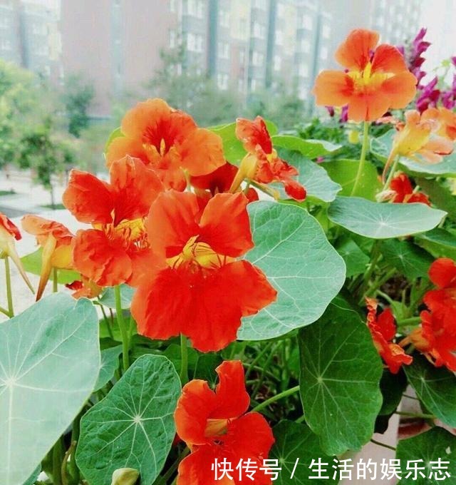 夏天养花，就养3种花，春夏秋三季都开花，花满枝头！
