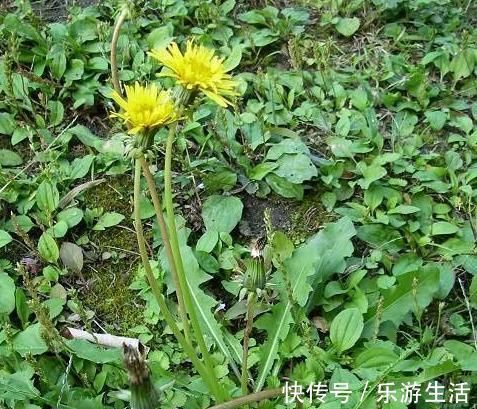 止咳王|此物是天然的安眠药,而且还可预防感冒,治咳嗽,早知早受益