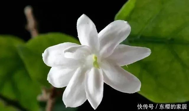 茉莉花夏天有“3怕”,想让开花多,香气浓,要注意避免