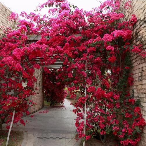 三角梅开败了?狠狠心,用3个“高招”,挤满新枝芽,又爆二茬花