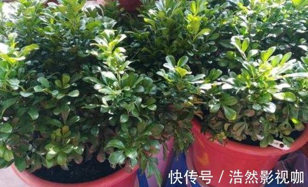盆栽|春夏交替，养啥花省心简单家庭盆栽5款植物，装饰效果佳