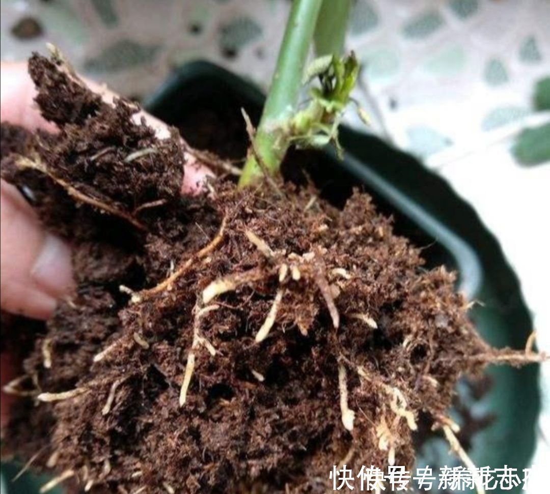 柳树枝|扦插花卉，枝条放2种水里泡一下，生根快容易成活
