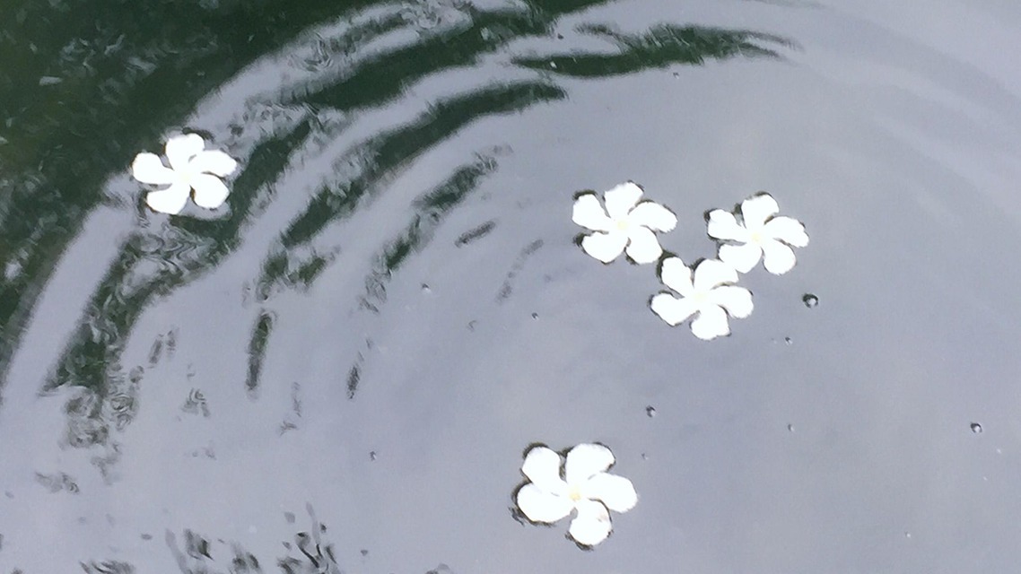 章台路#这首词尽管作者不明确,疑似欧阳修的作品,但是仍然成为千古佳作