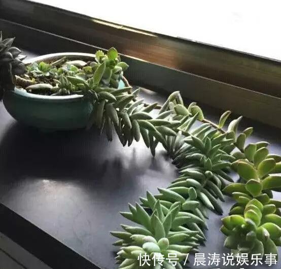 大和锦|多肉长残的照片,看一次笑一次,根治各种抑郁