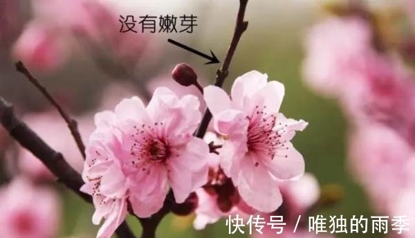 step|梅花樱花桃花杏花梨花李花，傻傻分不清楚？