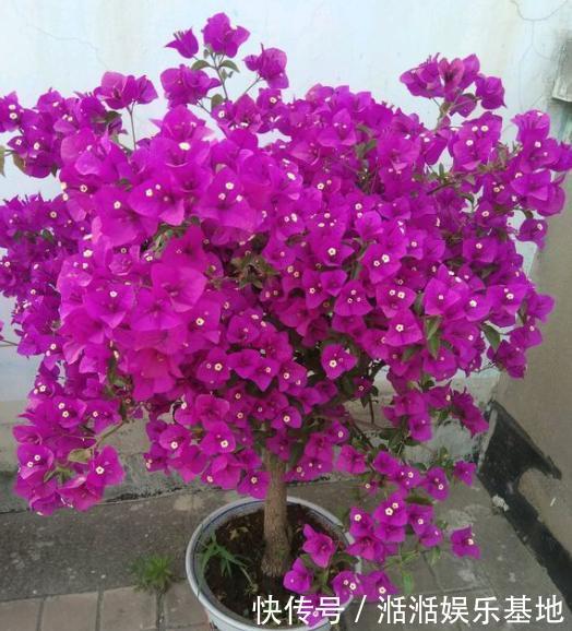 移栽|扦插三角梅,移栽“手法”很重要,提高成活率,移一棵活一棵