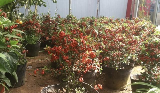 过年就养“镇宅树”，6年后成为“盆景树”，比松柏值钱，寓意好