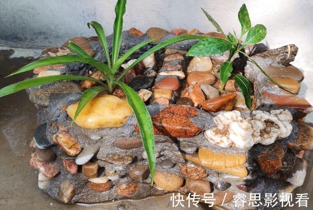 切割|原来石头、空酒瓶养花，不是“凑合”，而是“创意”啊！