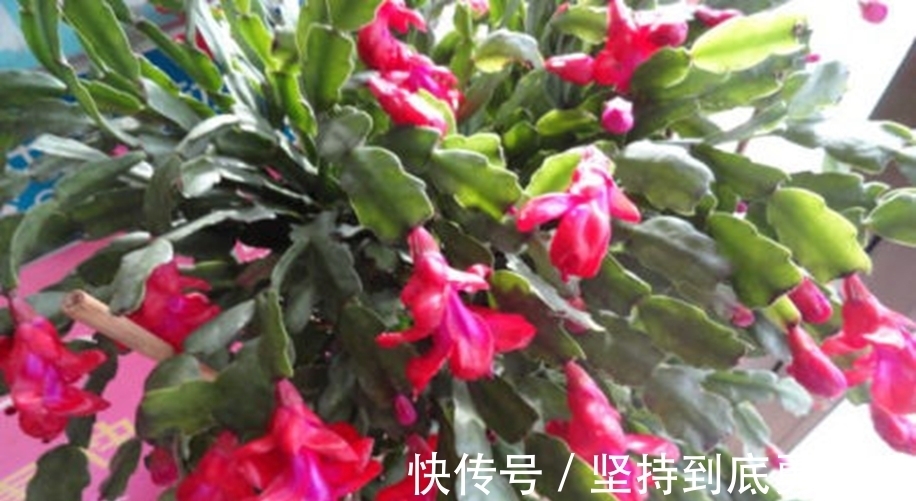 植物|在八月，若做到这三个点，你的“蟹爪兰”将会长得更好更美