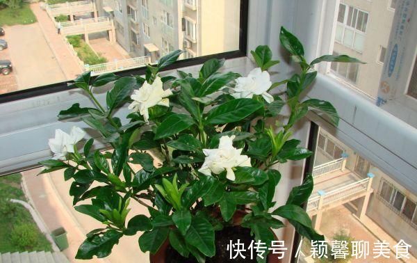 家里有6种花，赶紧擦点啤酒，保管长得绿油油，效果比施肥还好