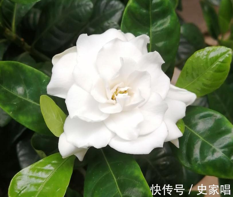 海棠花|4种花现在是反季节，买回家就是交“智商税”，白花冤枉钱