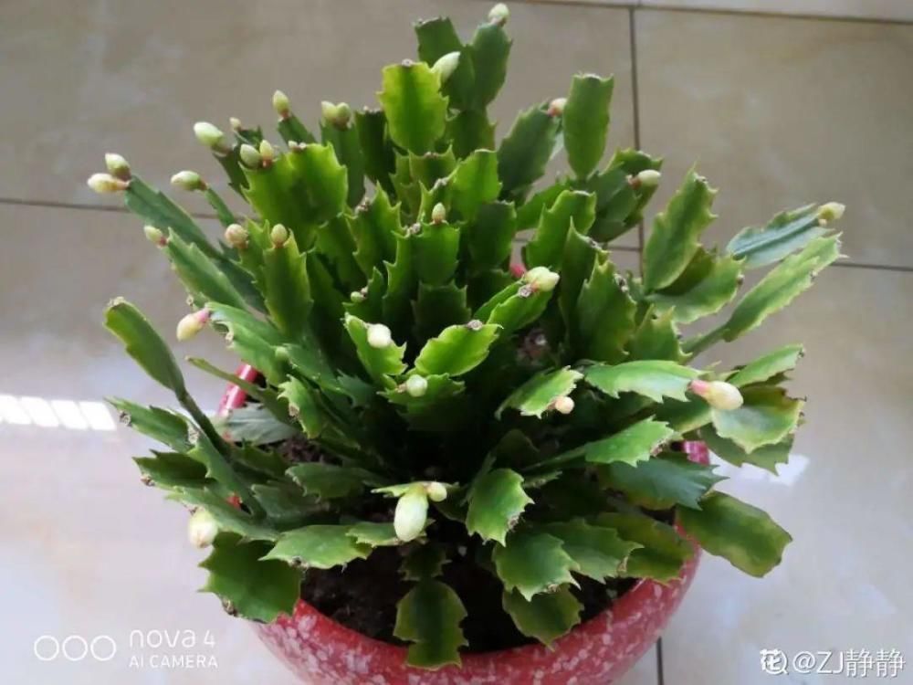 养护蟹爪兰，要注意8个要点，才能开出仙气飘飘花