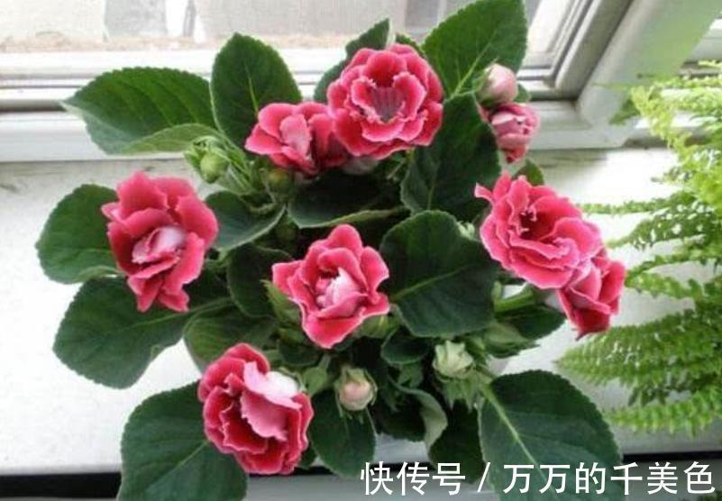 枝条|3种高颜值花卉，8月扦插正当时，生根快冒新芽，喜欢赶紧动手