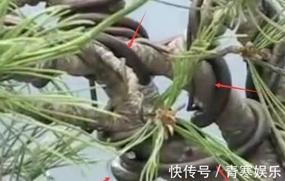 舍利|白骨森森,的舍利松树盆景图解,10图10个步骤,为大家解惑