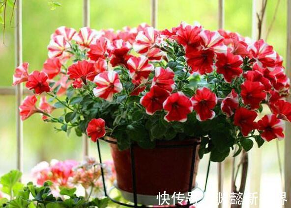 半阴通风|盆栽矮牵牛，记住3个小细节，株型大10倍，1棵开花200朵，美