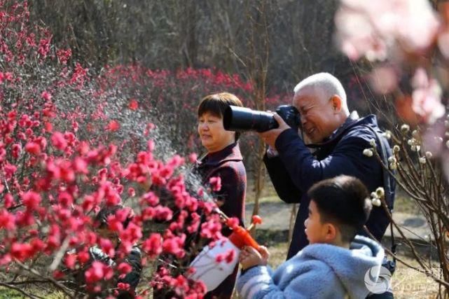 春意|花开枝头春意闹 百般红紫斗芳菲 ——光影中国网聚焦南阳春日胜景