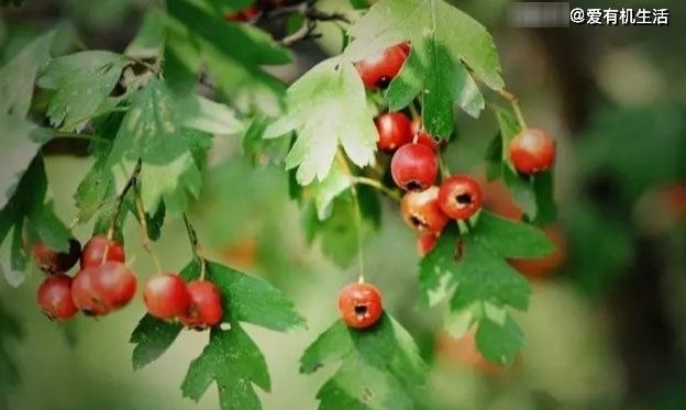 野果子|农村这野果子，小时候放牛时经常见到，秋天成熟时，吃起来酸酸甜甜的！