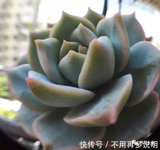 多肉就养这7种,散养不用管也能呼呼长,想养死都难!