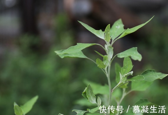 吃法|68种野菜图片,教你认识不同的野菜和吃法,你想要的野菜这里都有