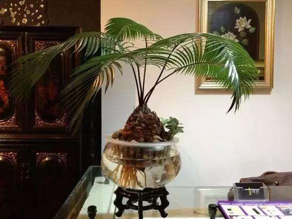 4种花别再种土里了,丢水里更好养,还更漂亮!